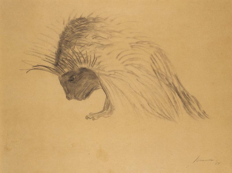 Hedgerow Animal, 1954 graphite on paper 15 x 20 in...